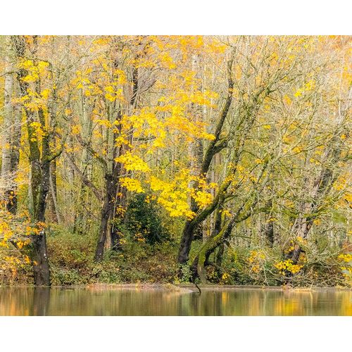 Gulin, Sylvia 아티스트의 USA-Washington State-Snoqualmie River edged by Big Leaf Maple Trees in yellow작품입니다.